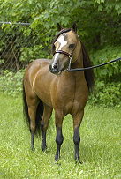 Mocha's Boogerman's Royal Blue